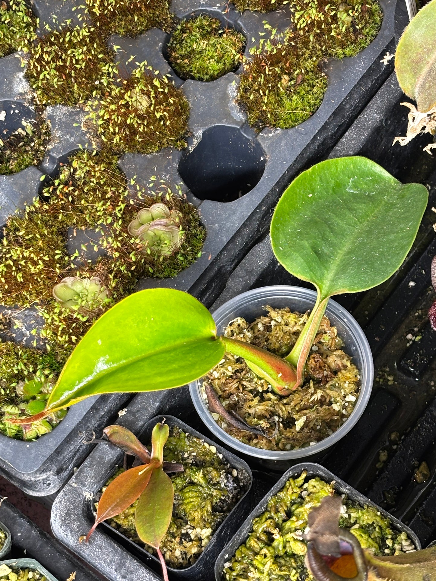(Truncata x Peltata) x edwardsiana EP rooted basal