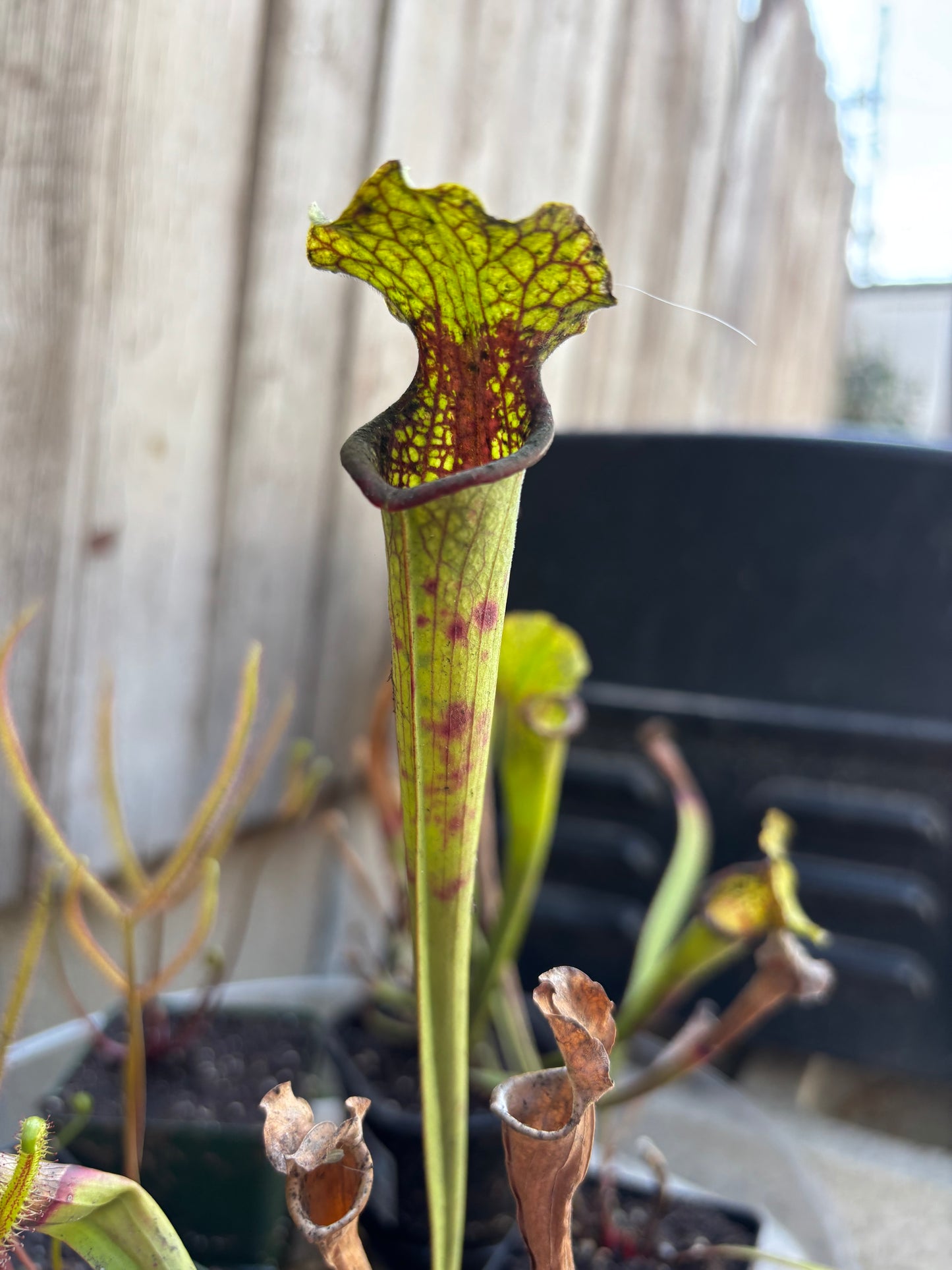 Sarracenia flava “Georgia giant” x saurus