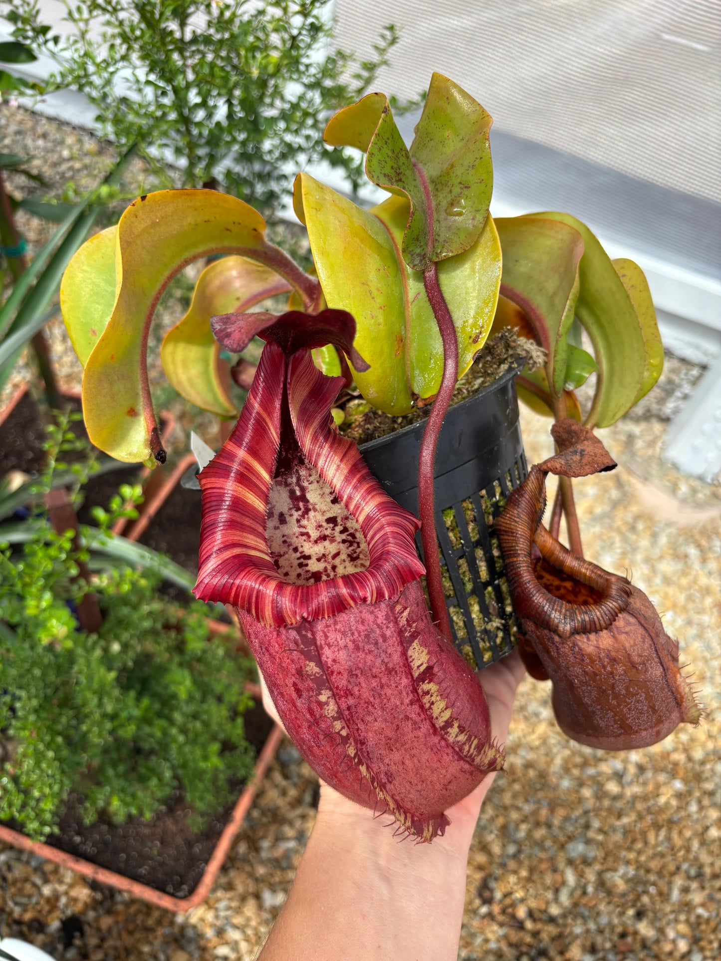 [(ventricosa x sibuanensis) x TM squat) x veitchii candy dreams rooted Basel