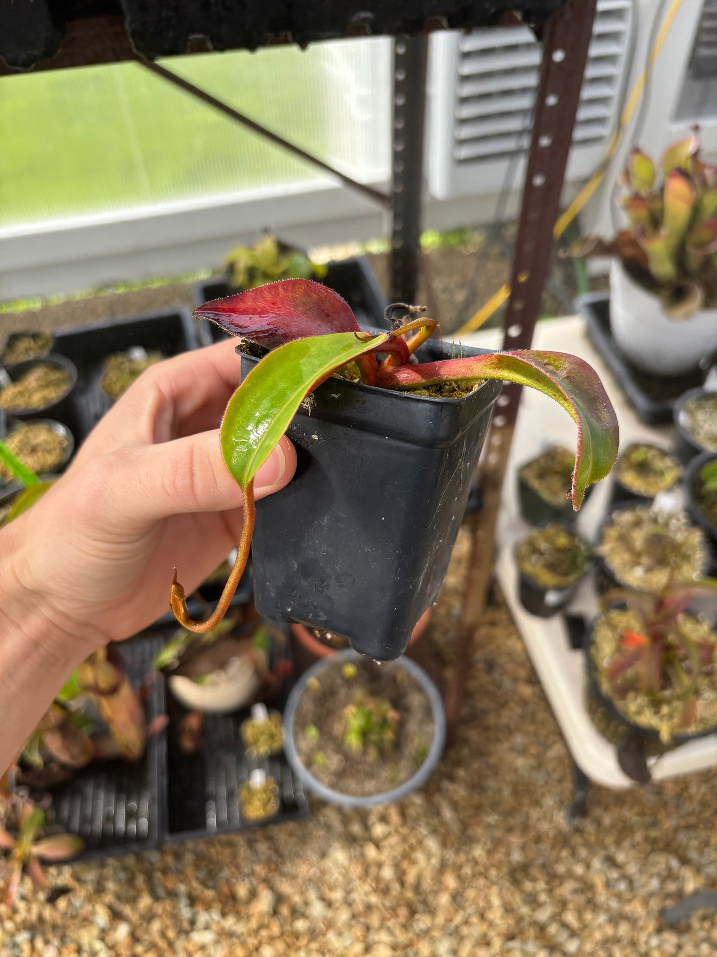 (Truncata x Peltata) x edwardsiana EP rooted basal exact plant