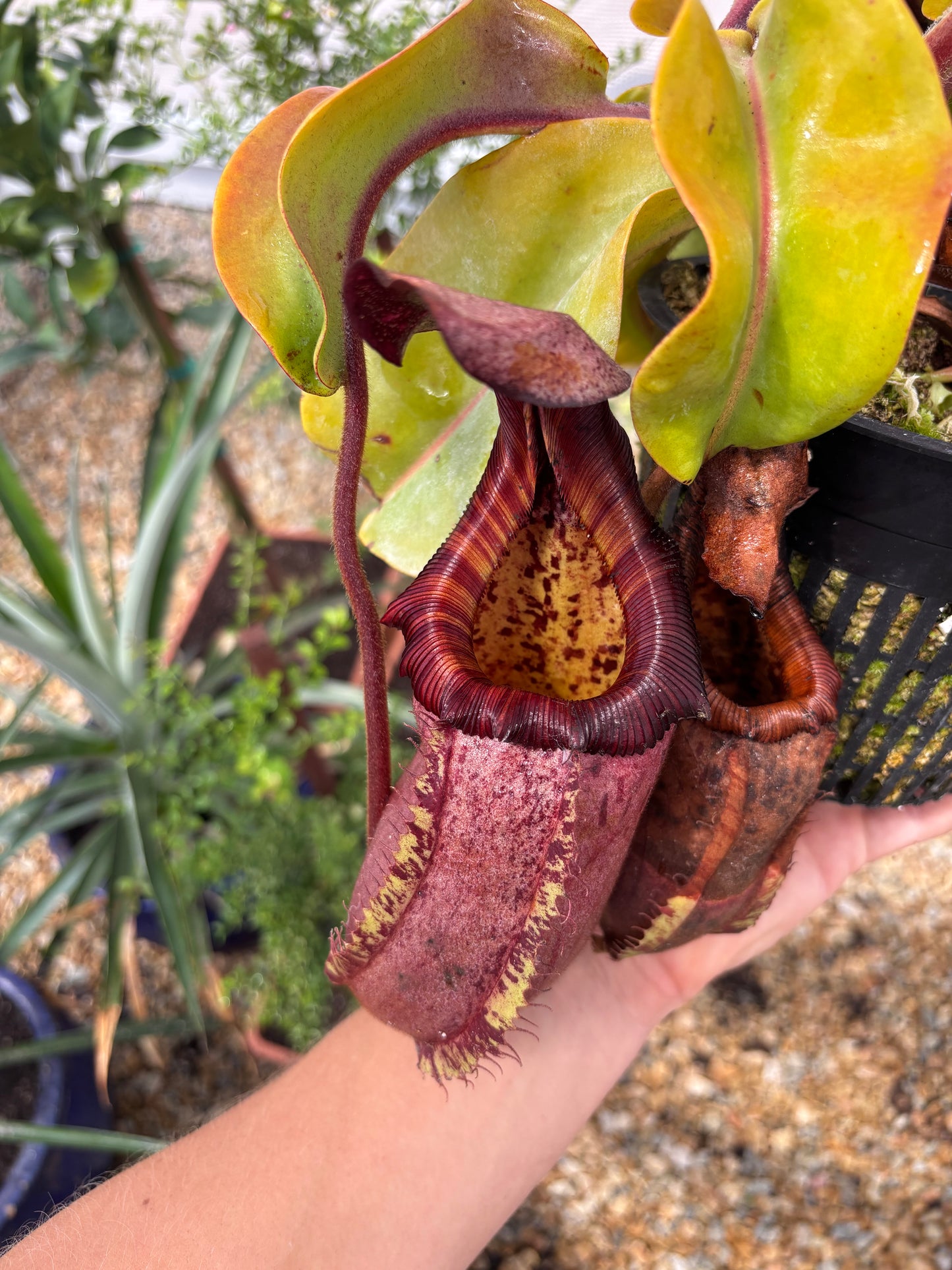 [(ventricosa x sibuanensis) x TM squat) x veitchii candy dreams rooted Basel