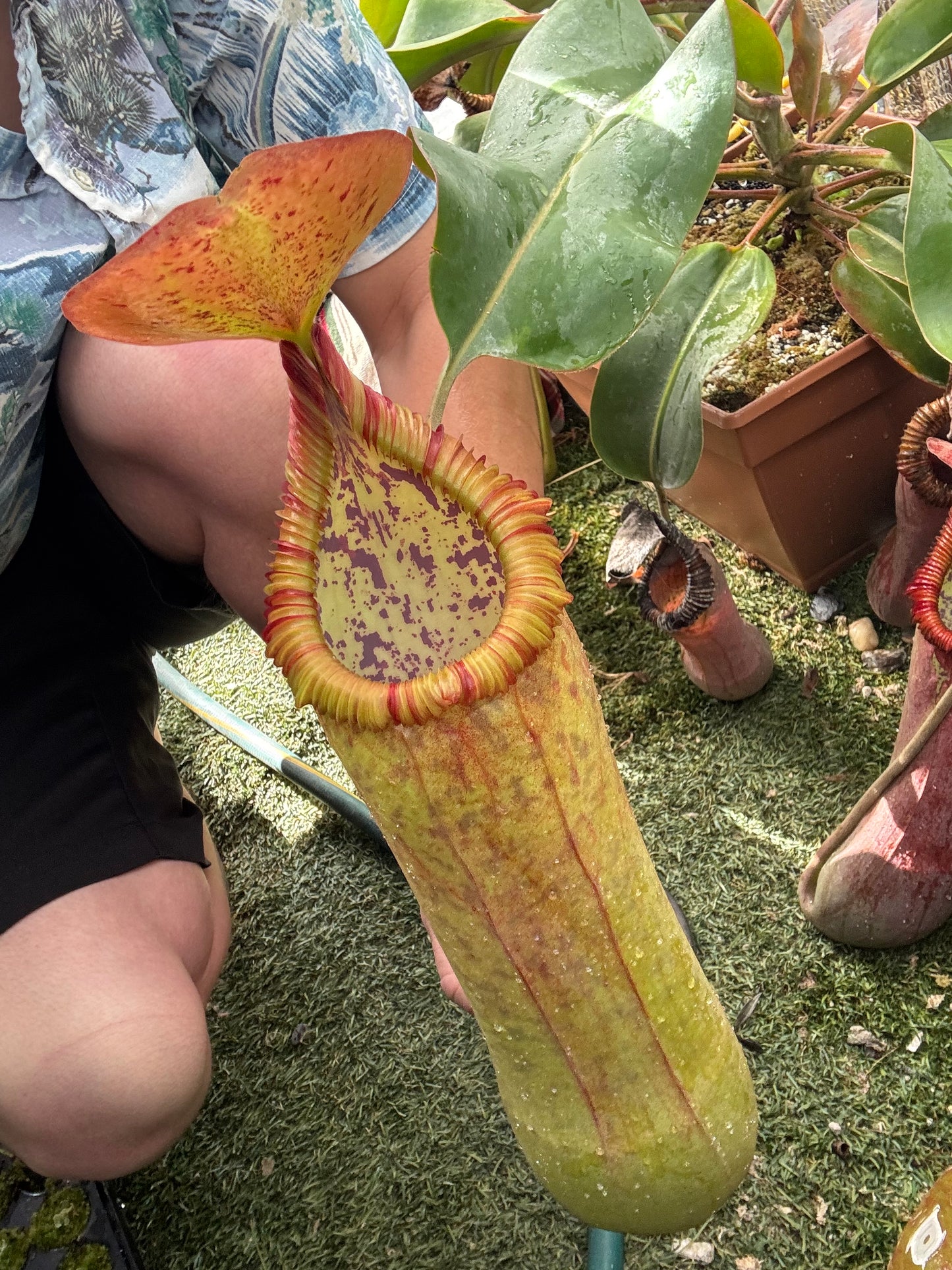 (Truncata x Peltata) x edwardsiana EP rooted basal