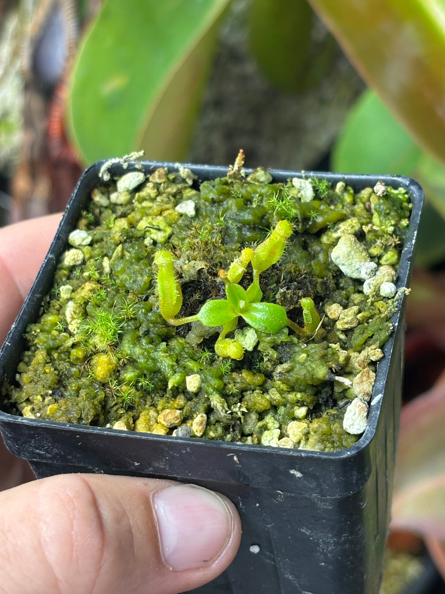 Nepenthes Edwardsiana seed grown