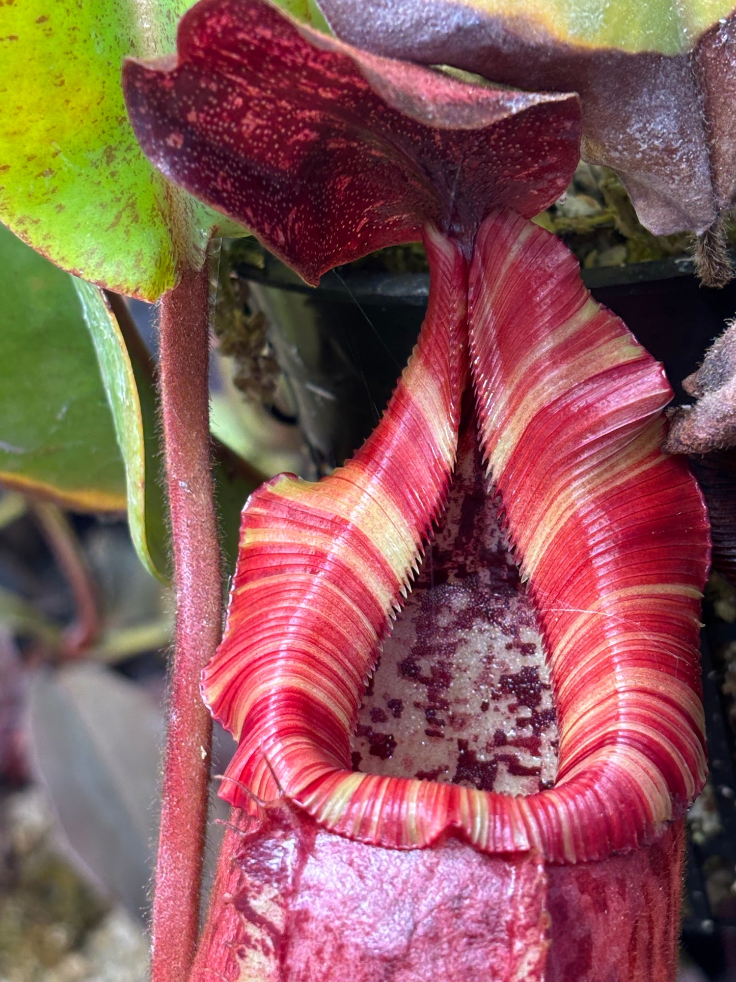 [(ventricosa x sibuanensis) x TM squat) x veitchii candy dreams rooted Basel