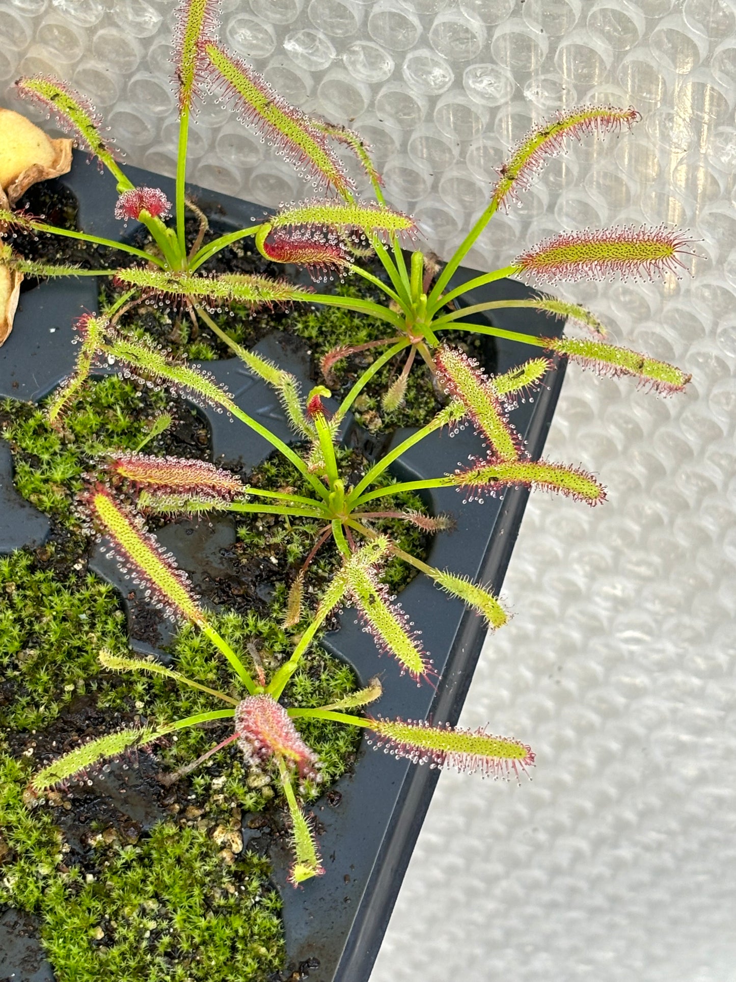 Drosera Capensis