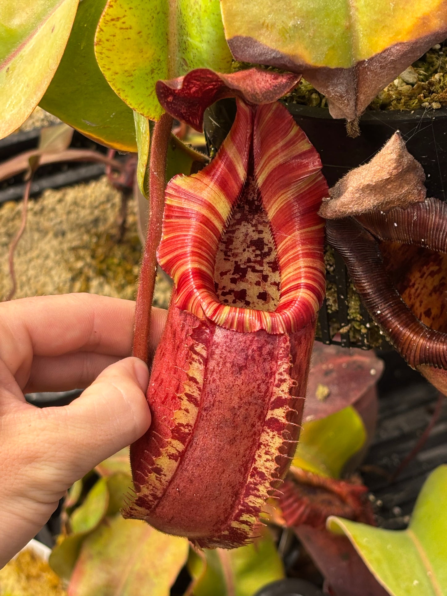 [(ventricosa x sibuanensis) x TM squat) x veitchii candy dreams rooted Basel
