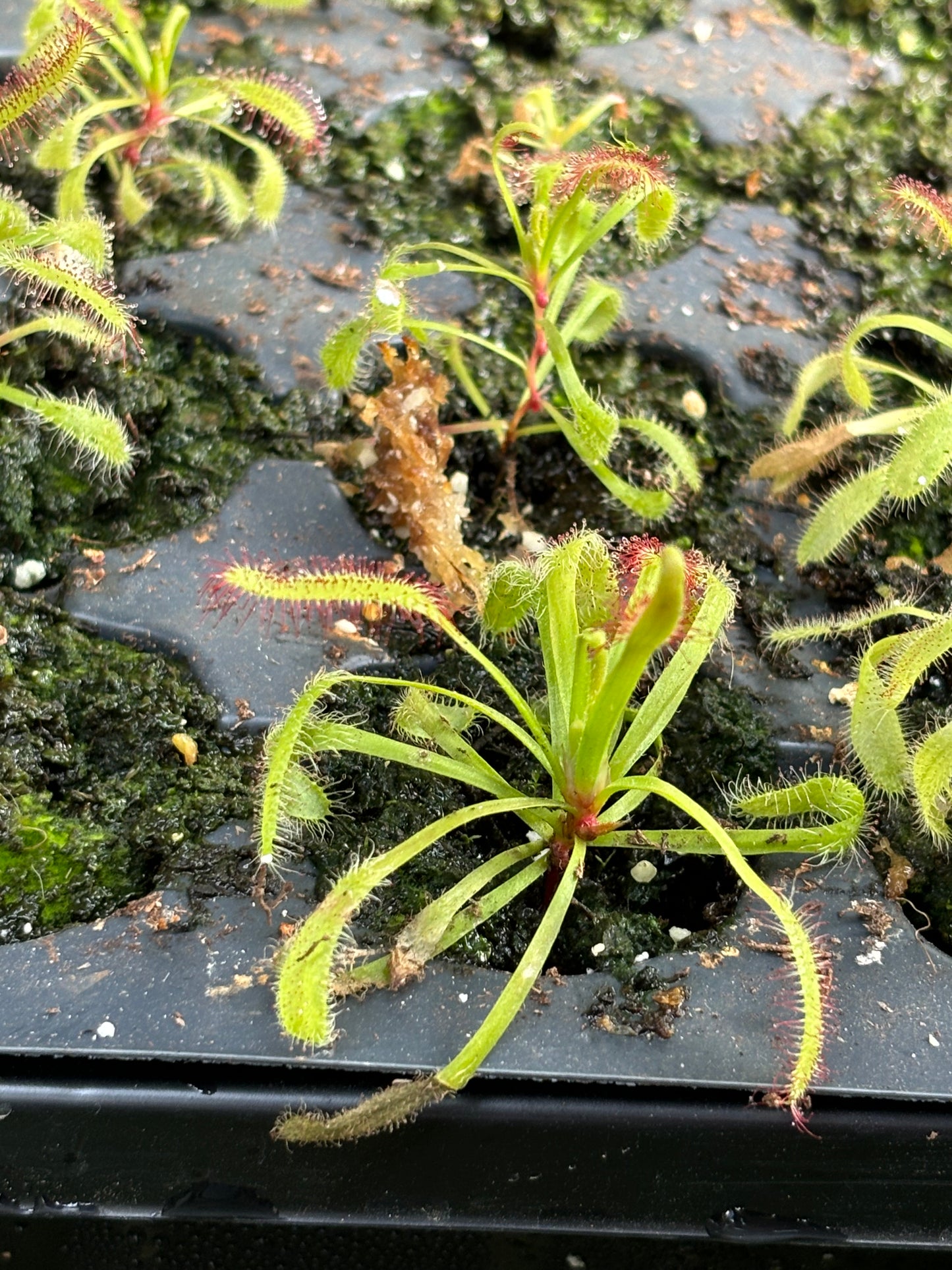 Drosera Capensis