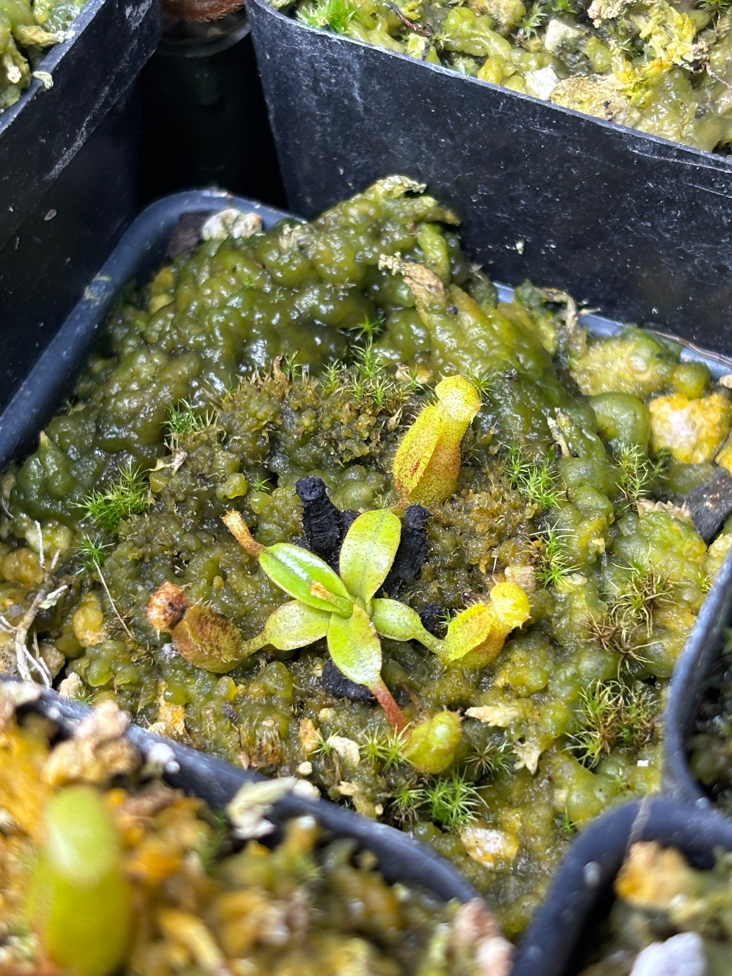 Nepenthes Edwardsiana seed grown