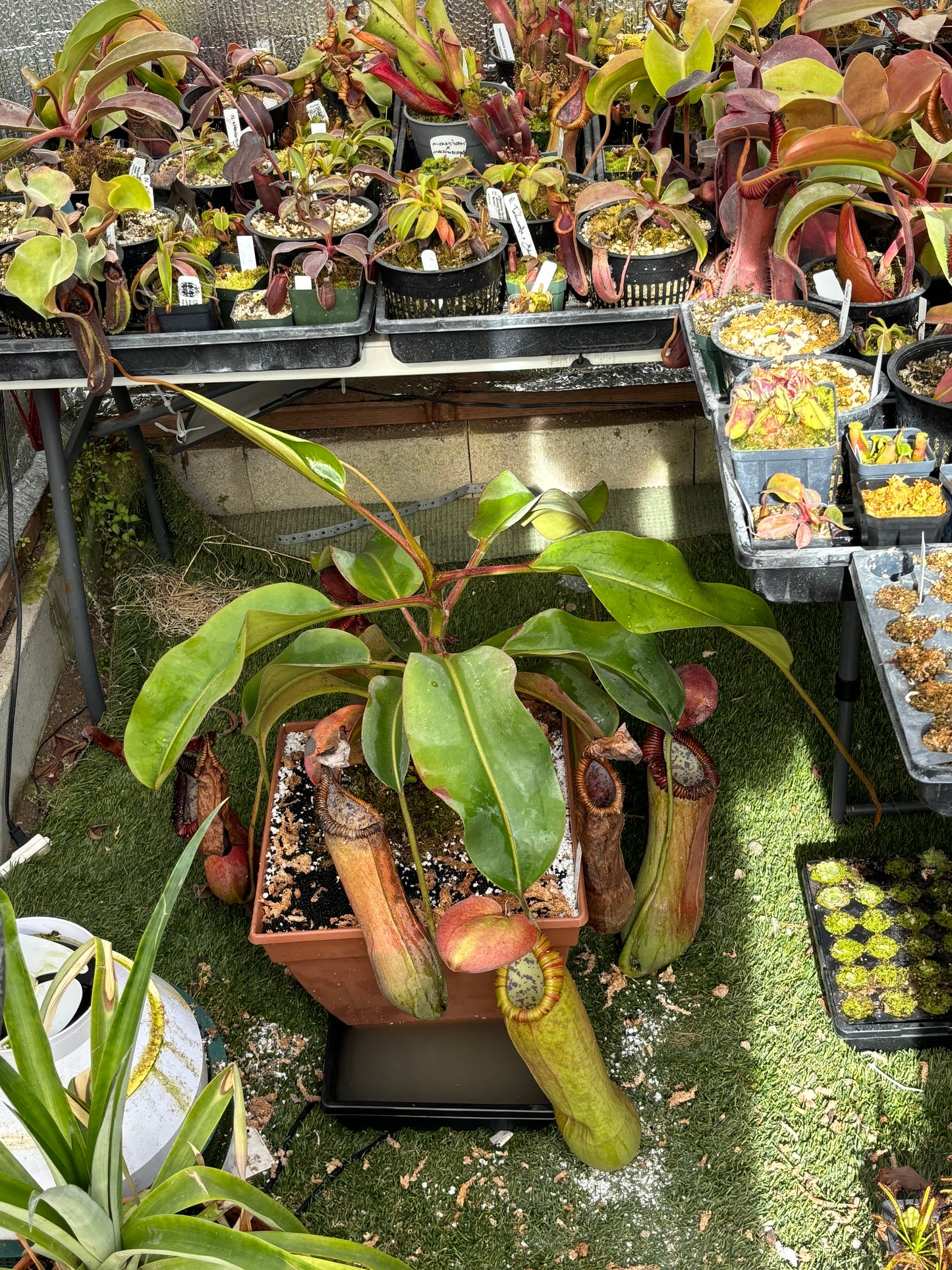 (Truncata x Peltata) x edwardsiana EP rooted basal
