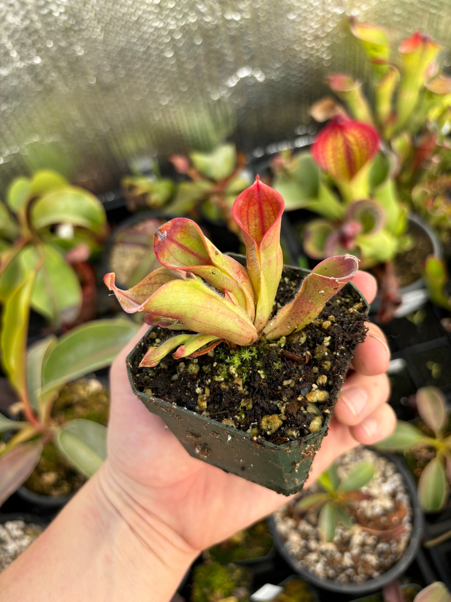 H. Heterodoxa x Minor