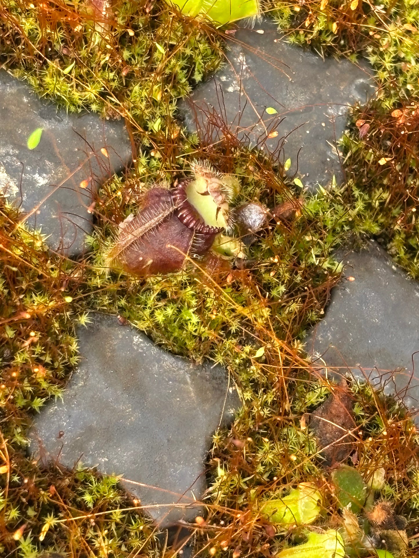 Cephelotus (typical)