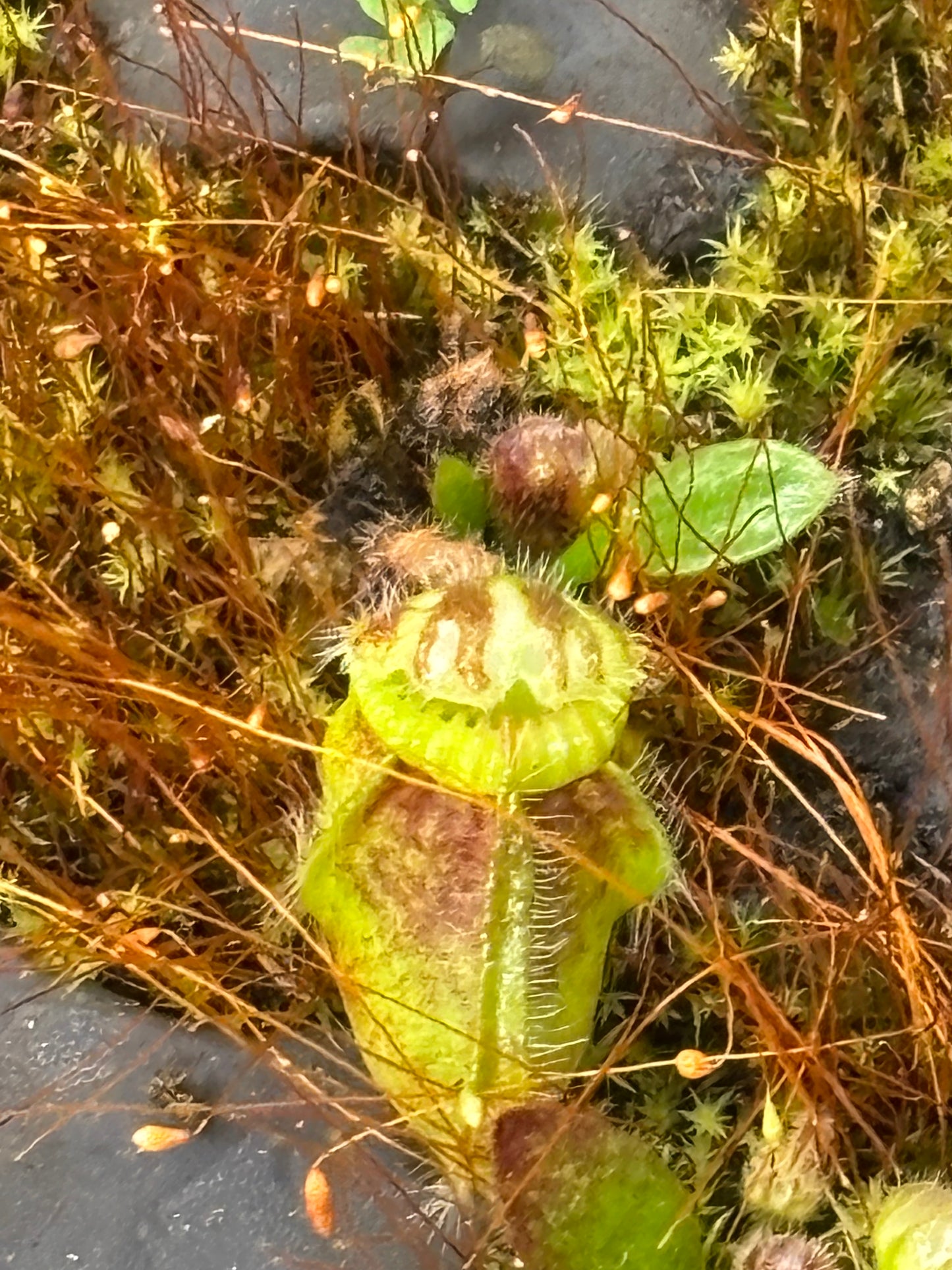 Cephelotus (typical)