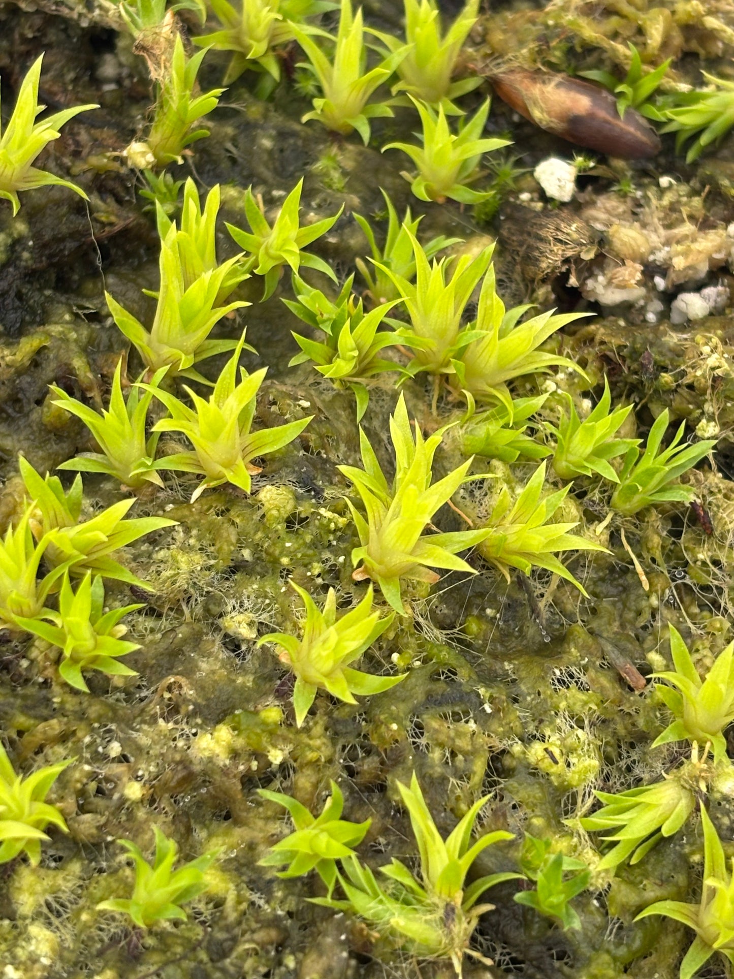 Catopsis Bertonia seed grown