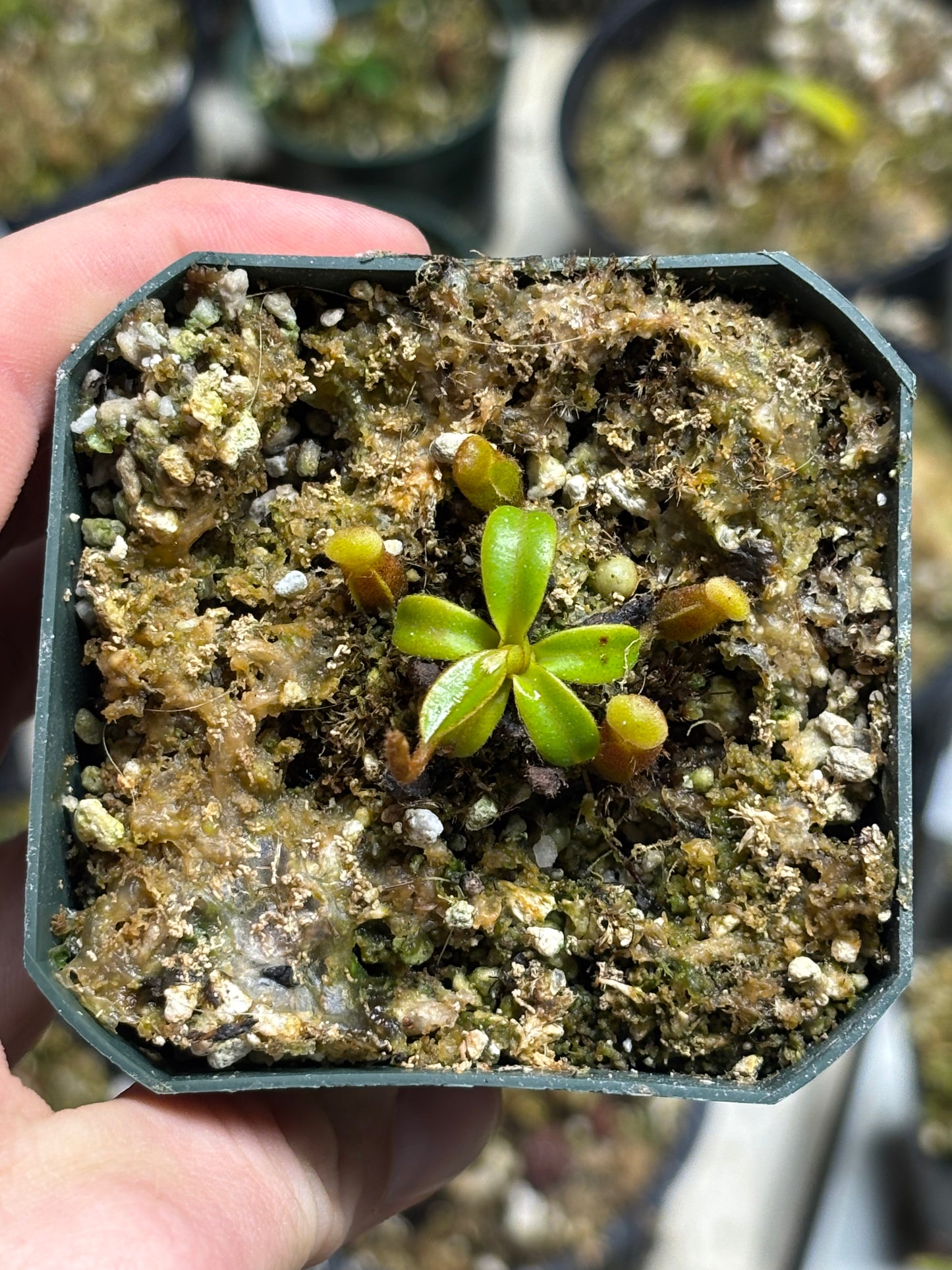 Nepenthes Edwardsiana seed grown