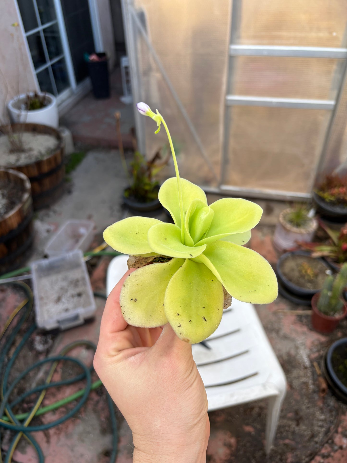 Pinguicula Gigantea