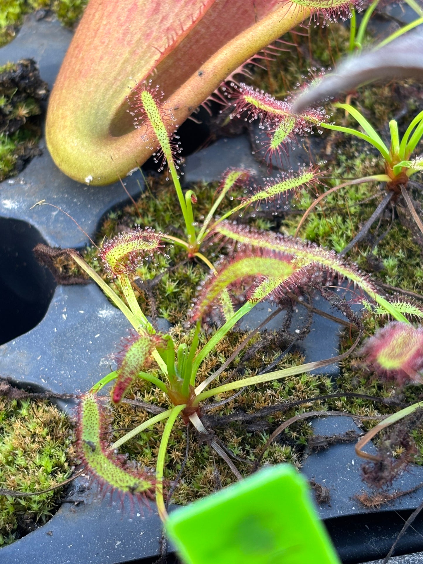Drosera Capensis