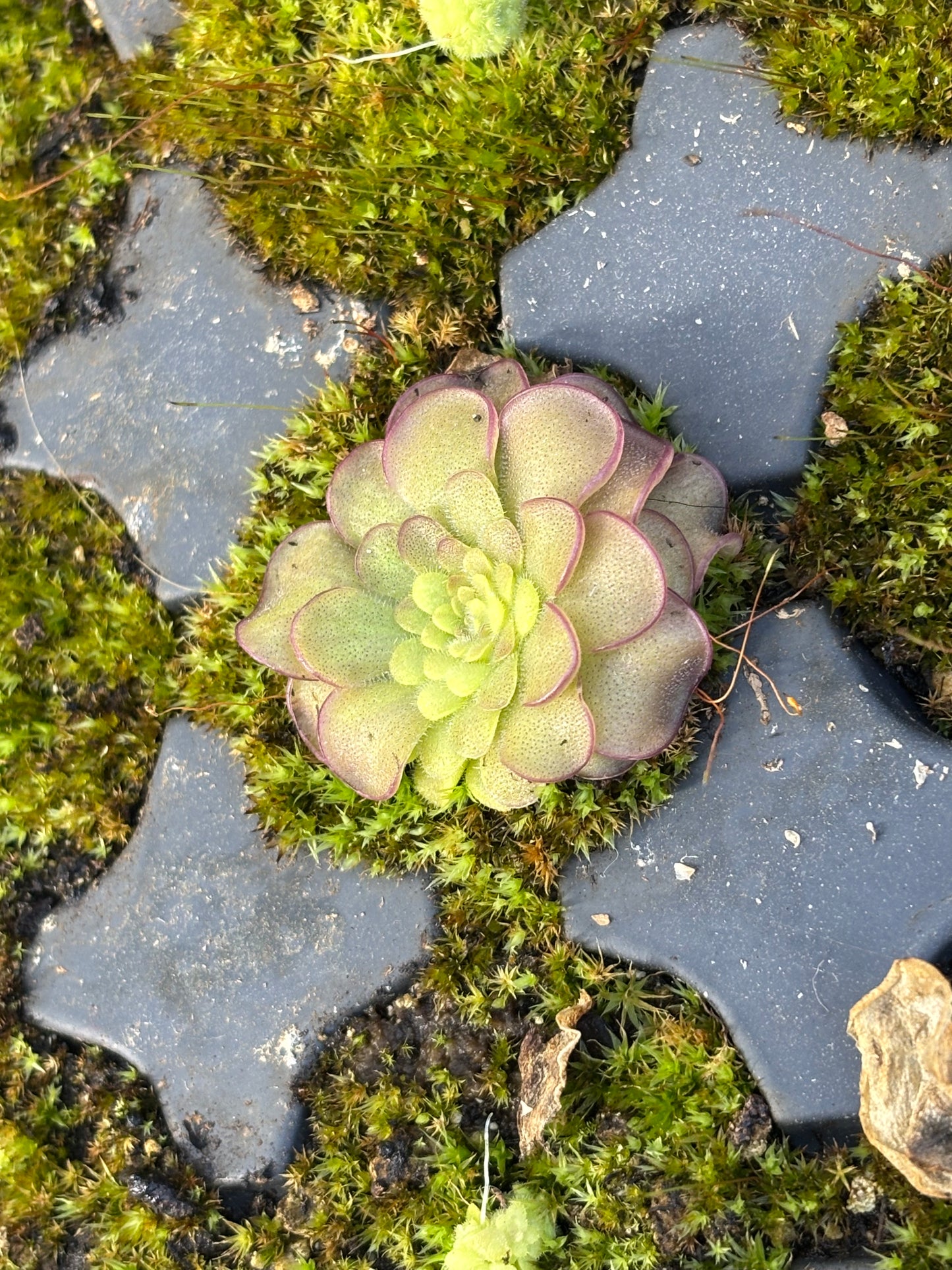 Pinguicula x Queen Cthulu