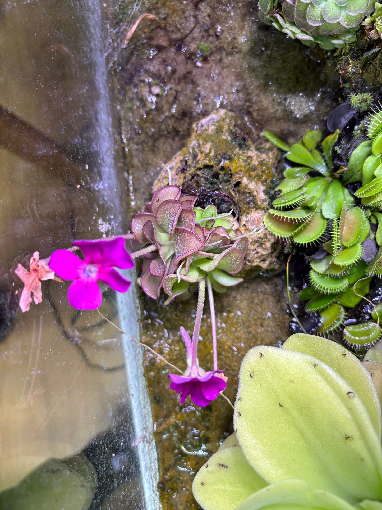 Pinguicula x Queen Cthulu