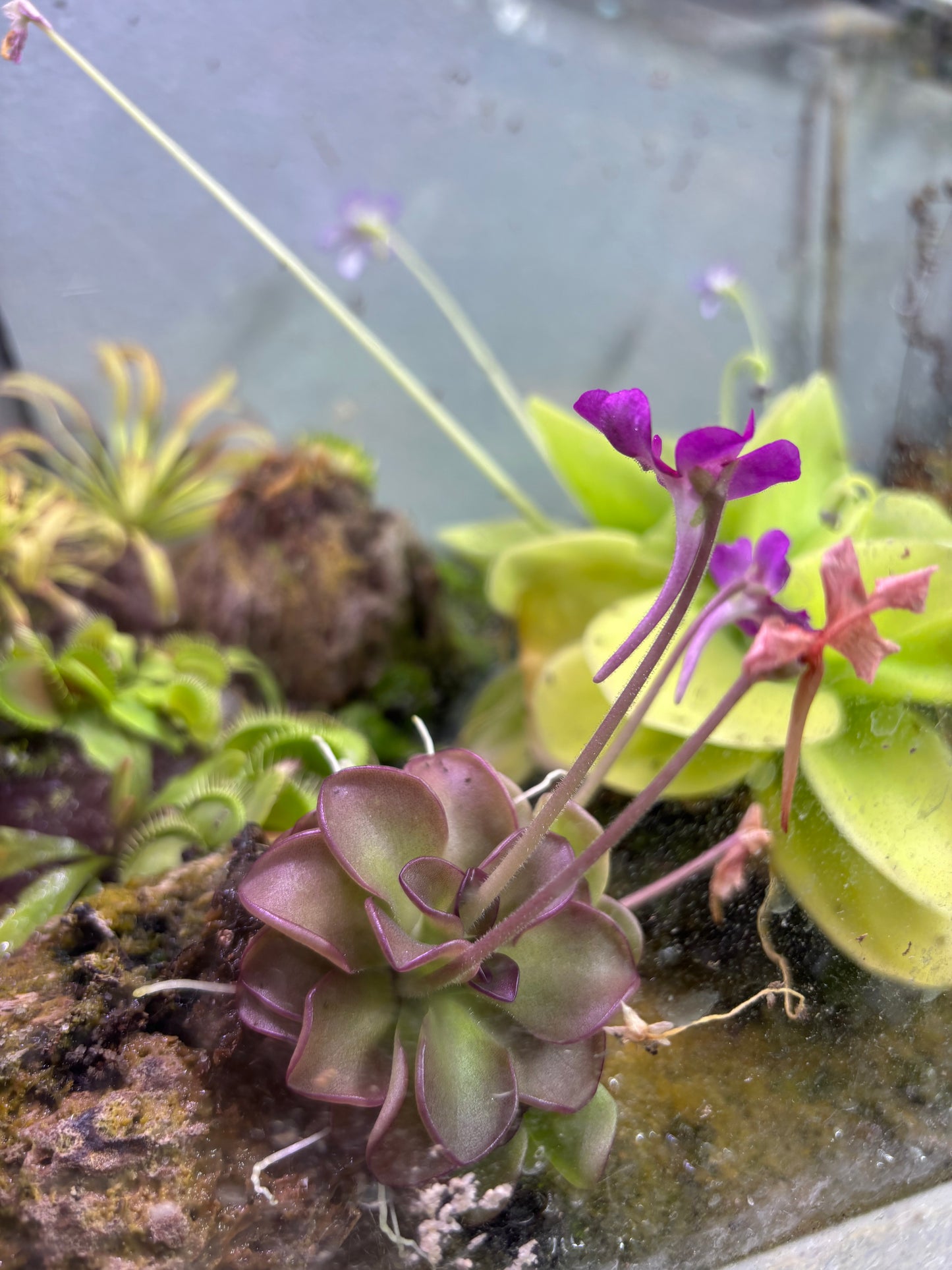 Pinguicula x Queen Cthulu