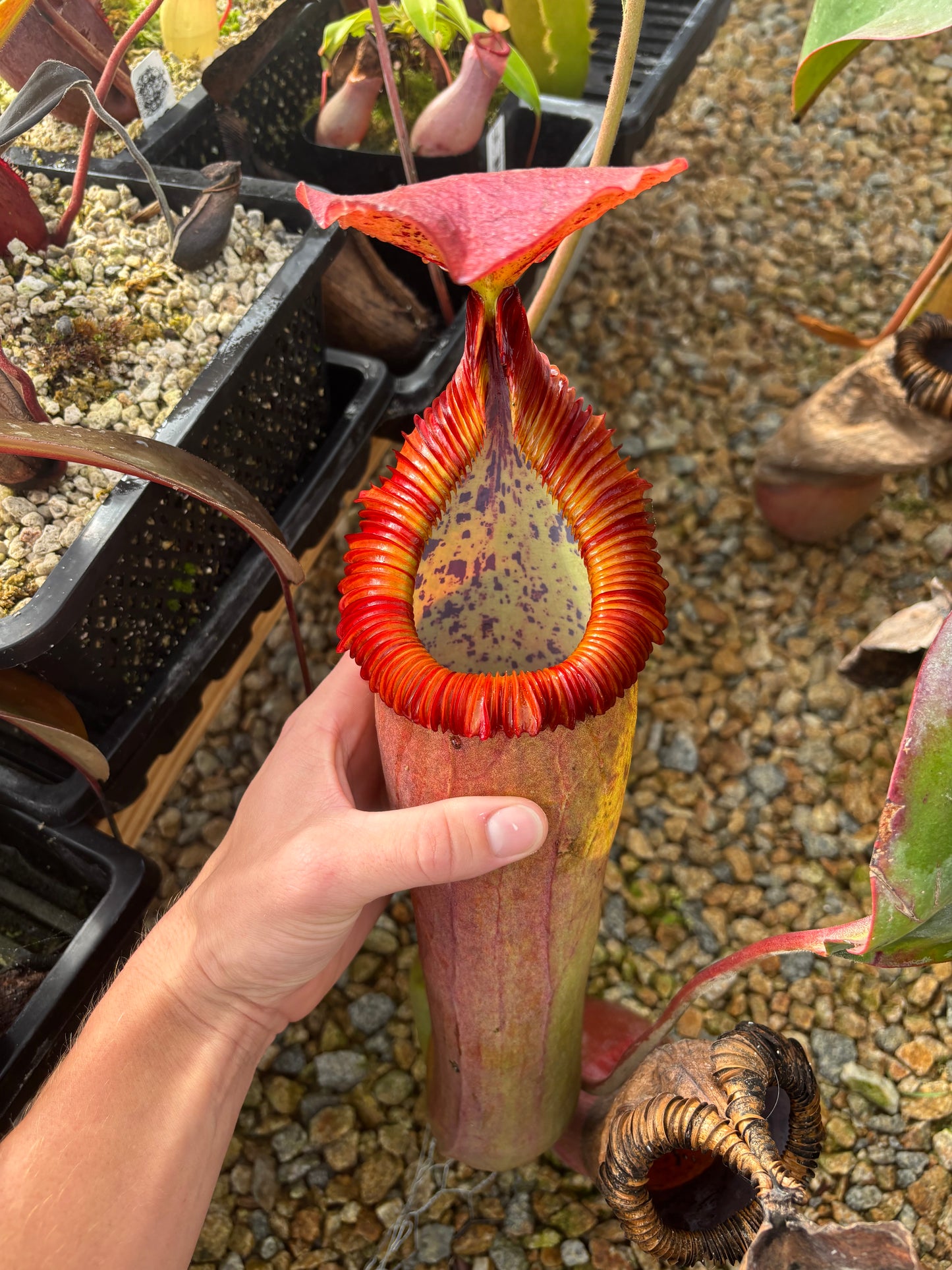 (Truncata x Peltata) x edwardsiana EP rooted basal exact plant