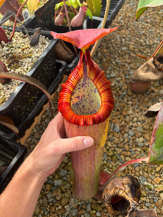 (Truncata x Peltata) x edwardsiana EP rooted basal exact plant