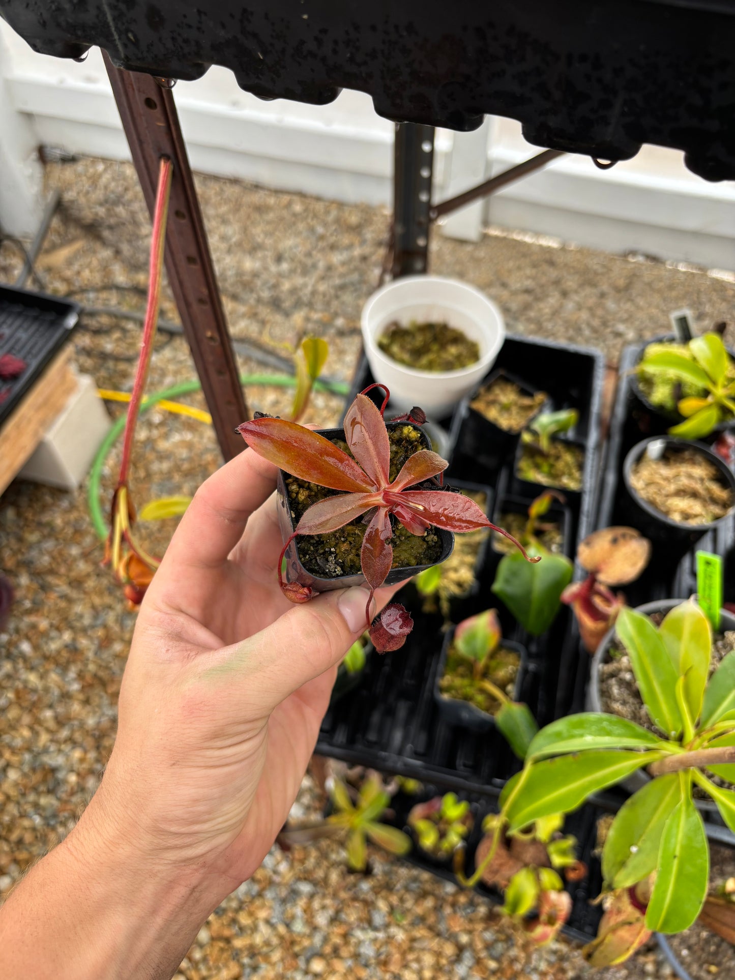 Rajah x tenuis rooted basal (nepgod)