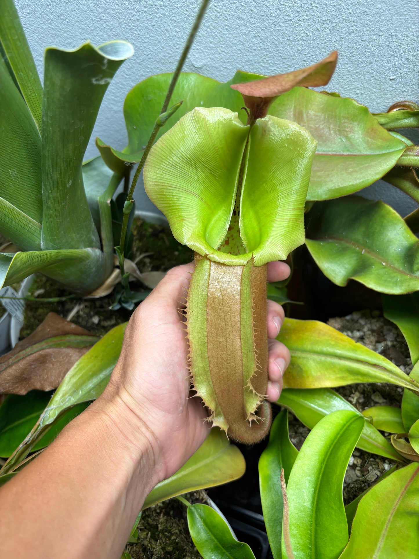 James giant peach x Veitchii valiant voyage seed pod