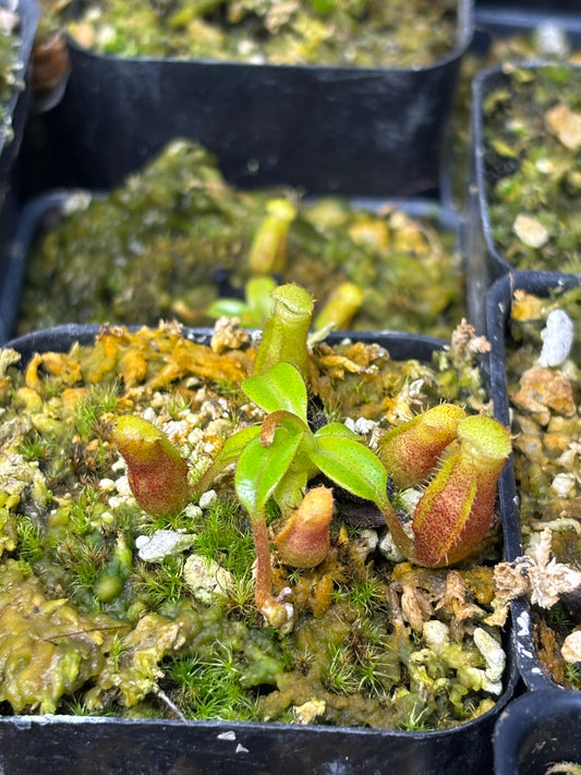 Nepenthes Edwardsiana seed grown