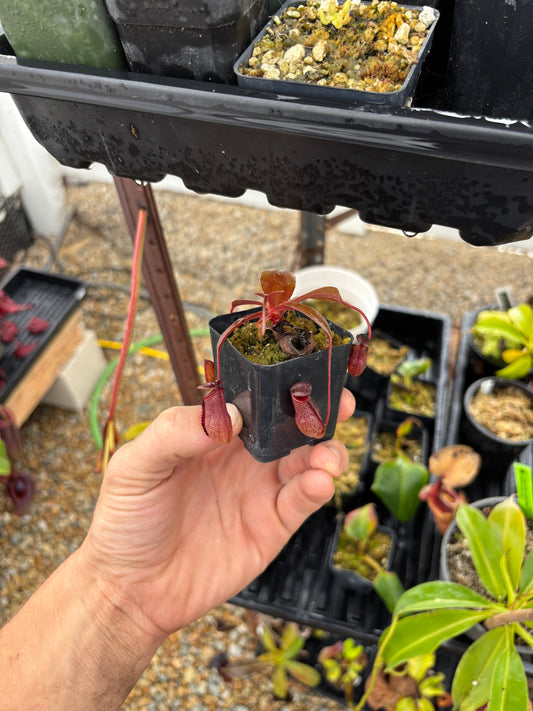 Rajah x tenuis rooted basal (nepgod)