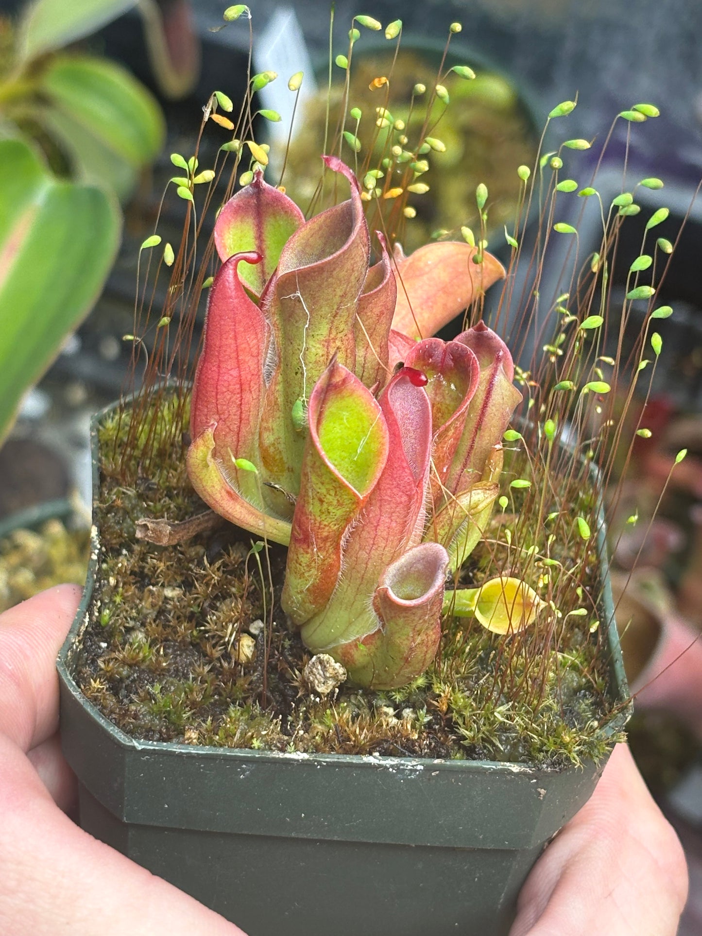 H. Heterodoxa x Minor