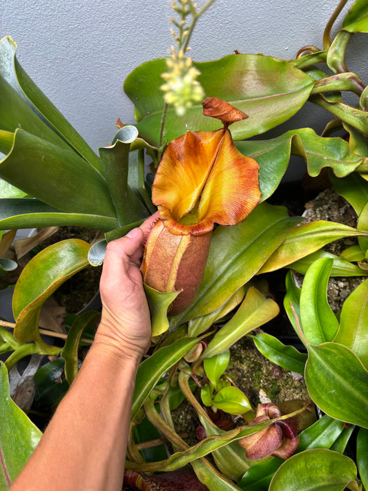 James giant peach x Veitchii valiant voyage seed pod