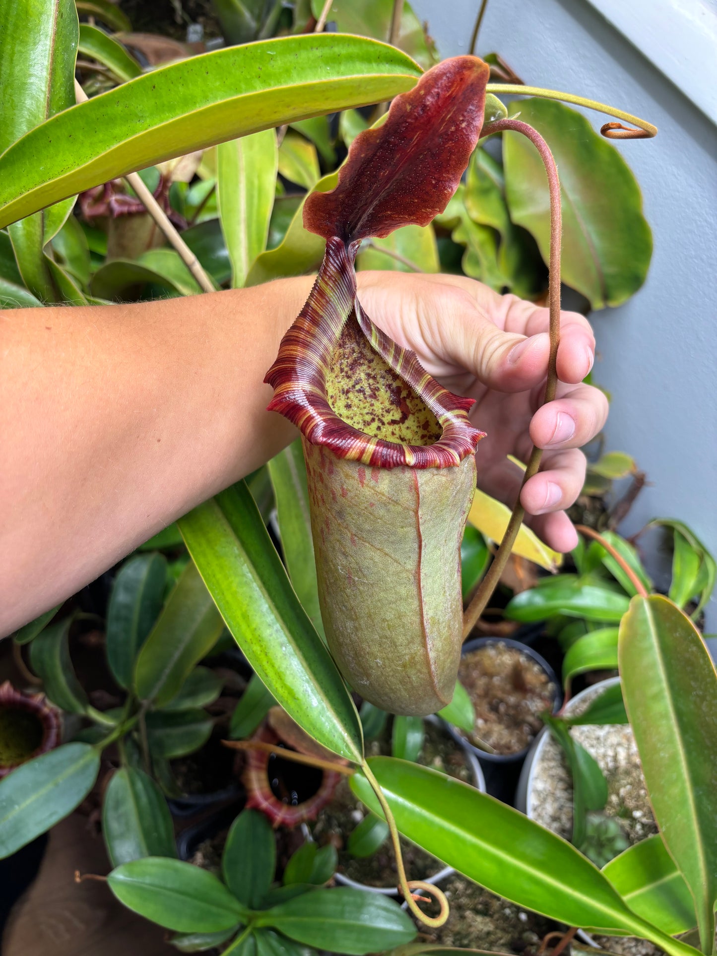 James giant peach x Veitchii valiant voyage seed pod