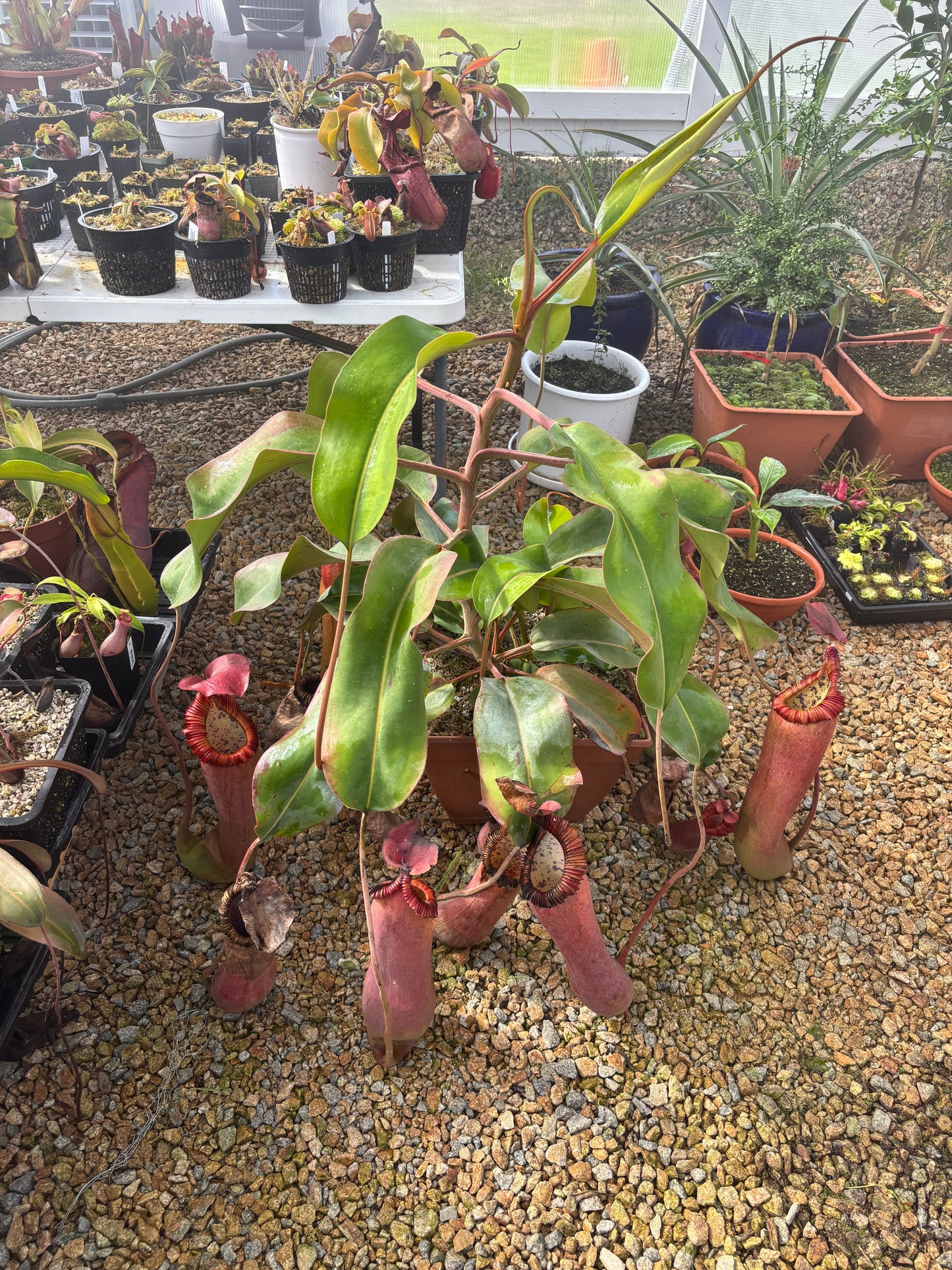 (Truncata x Peltata) x edwardsiana EP rooted basal exact plant