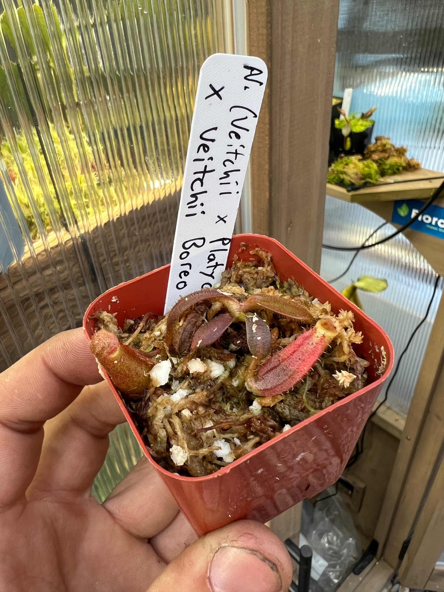 (Veitchii x platychilla) x veitchii “bario” sg