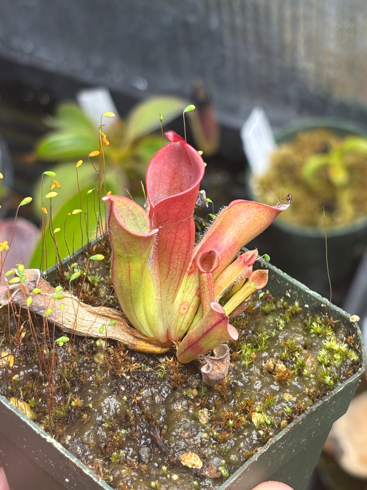H. Heterodoxa x Minor