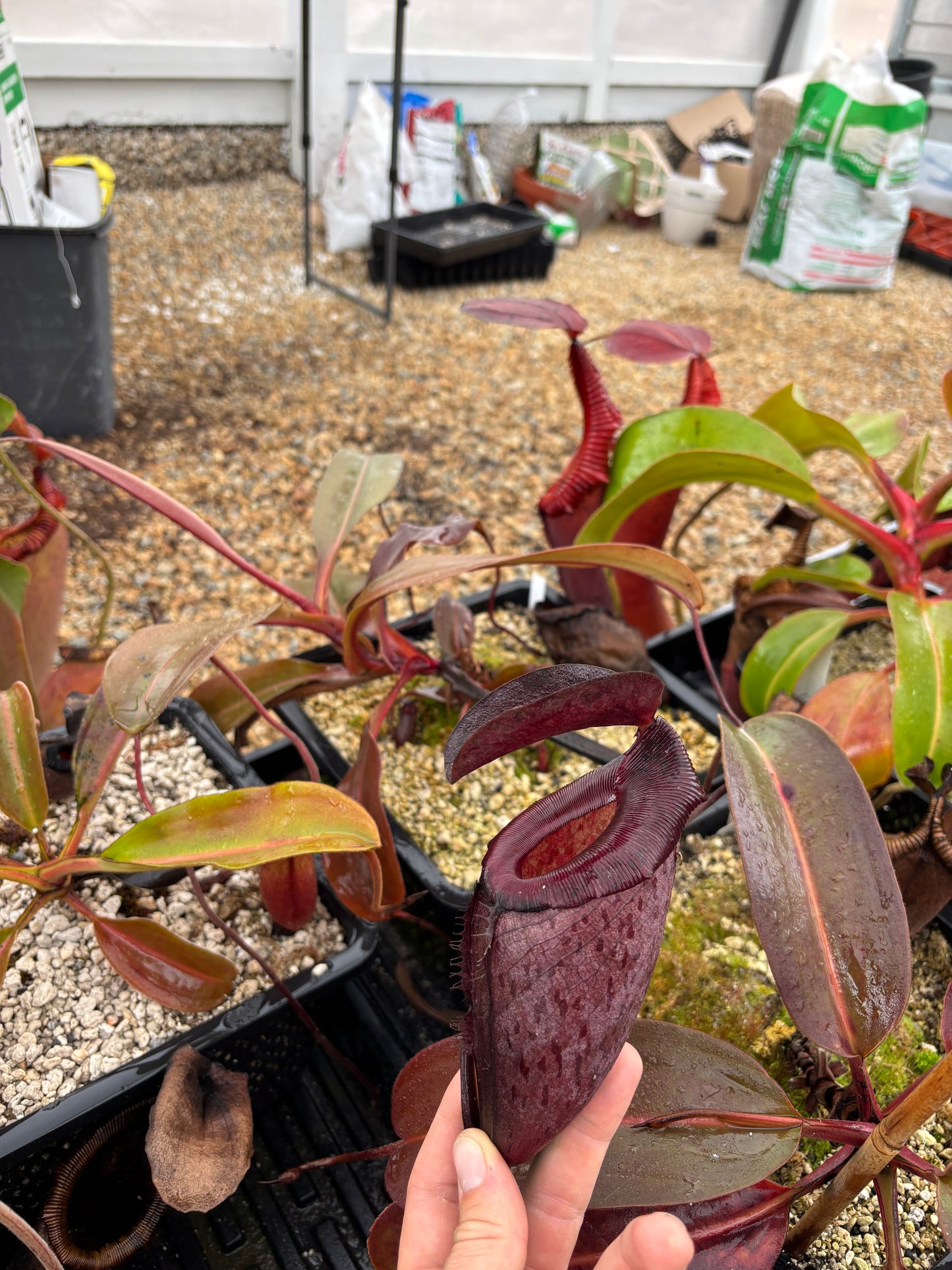 Rajah x tenuis rooted basal (nepgod)