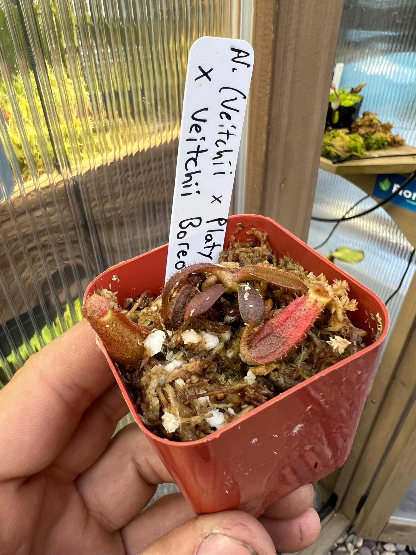 (Veitchii x platychilla) x veitchii “bario” sg