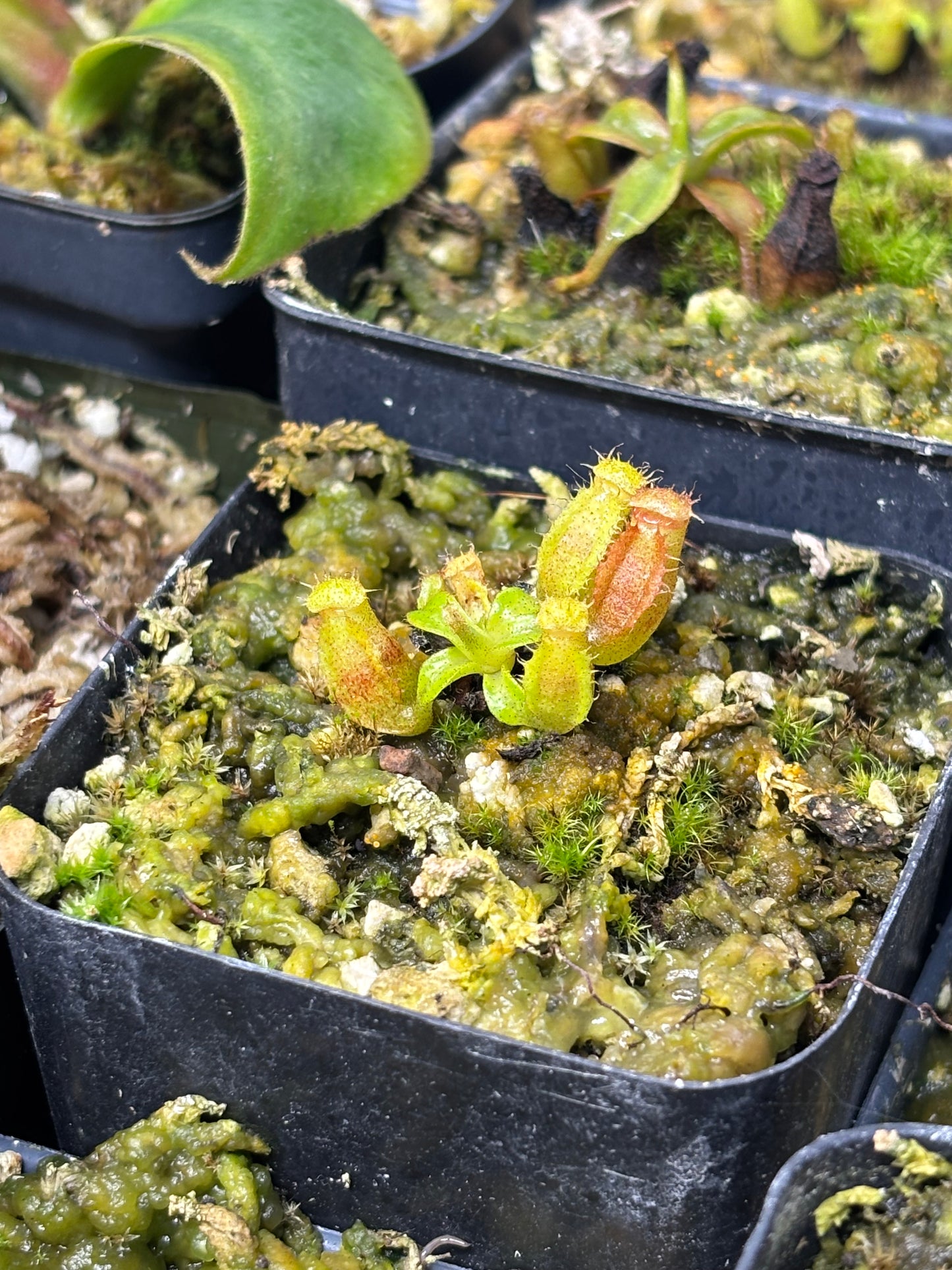 Nepenthes Edwardsiana seed grown