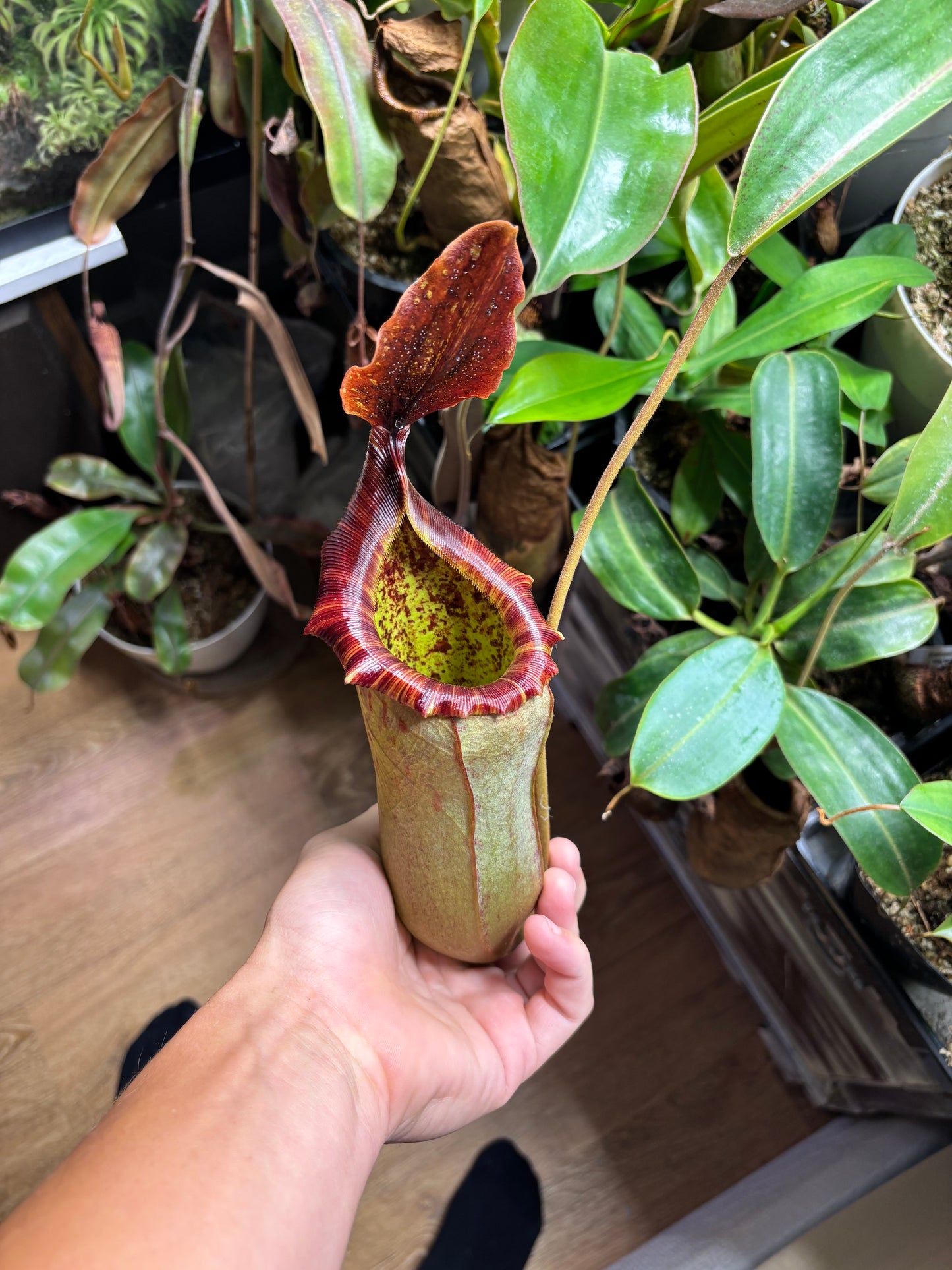 James giant peach x Veitchii valiant voyage seed pod