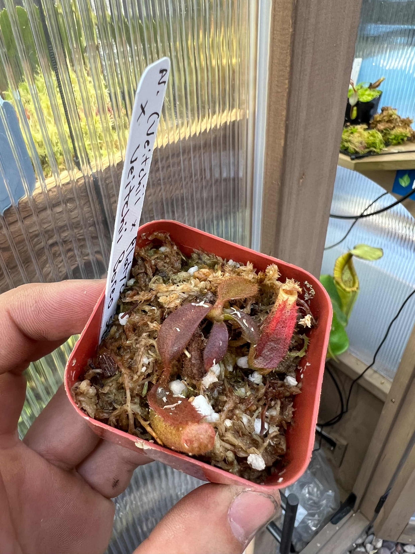 (Veitchii x platychilla) x veitchii “bario” sg