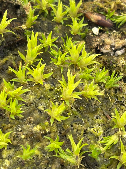Catopsis Bertonia seed grown