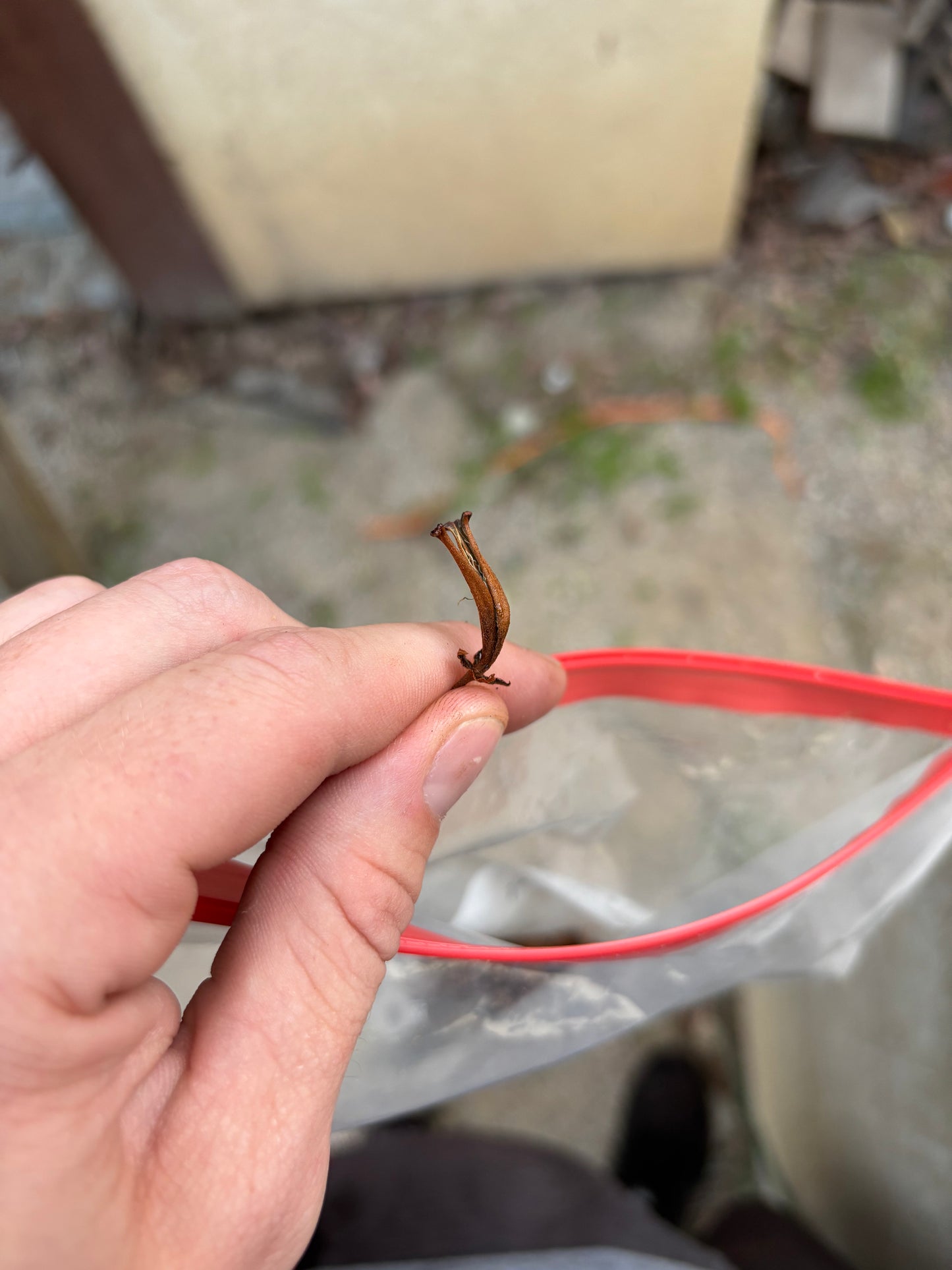 James giant peach x Veitchii valiant voyage seed pod