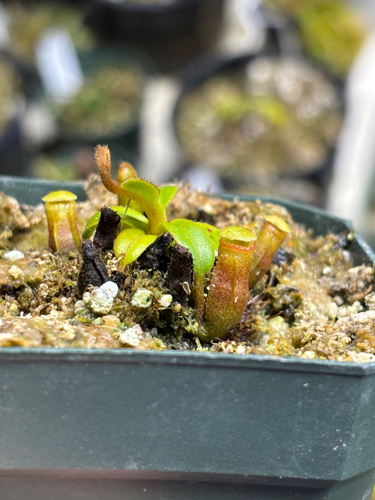 Nepenthes Edwardsiana seed grown